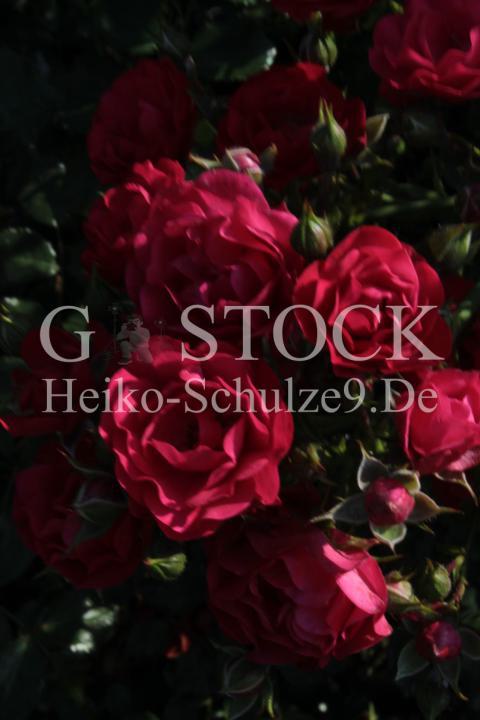 Bodendeckerrose_S