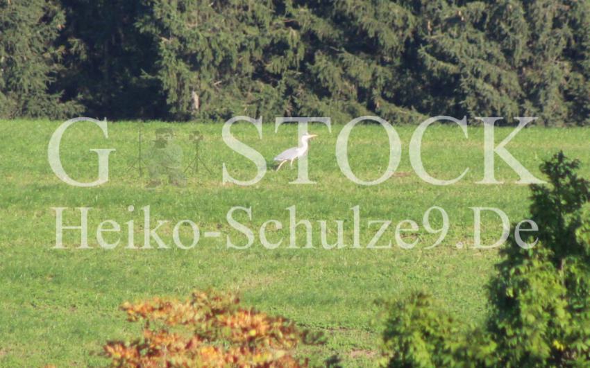 Graureiher