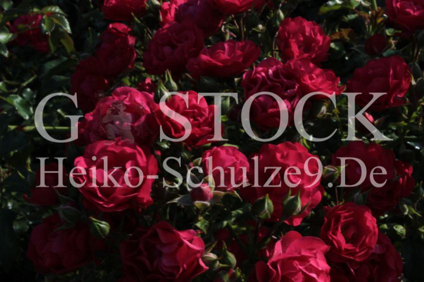 Bodendeckerrose_G