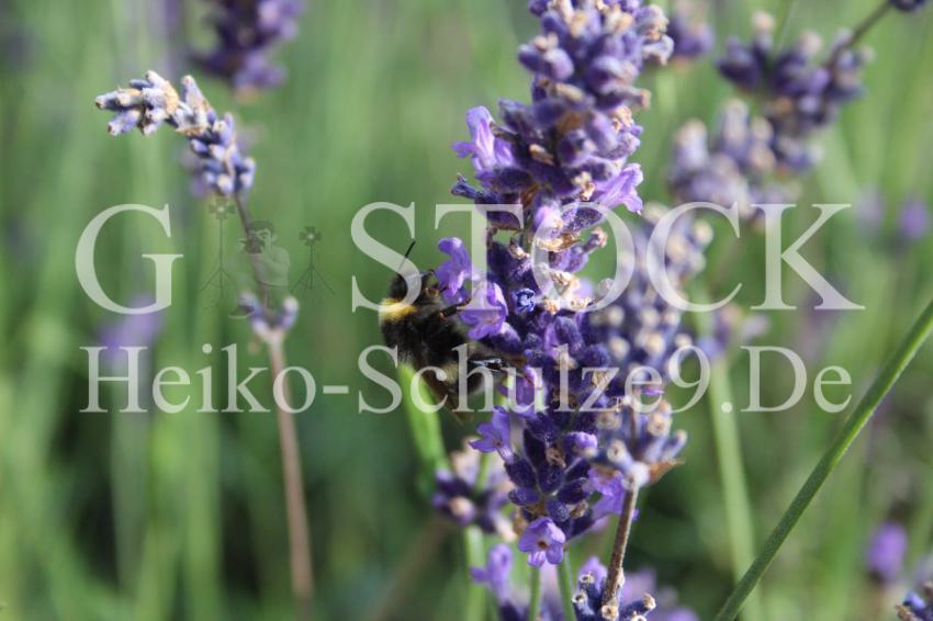 Hummel