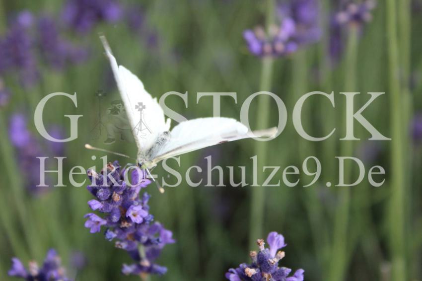 Kohlweißling-Schmetterling