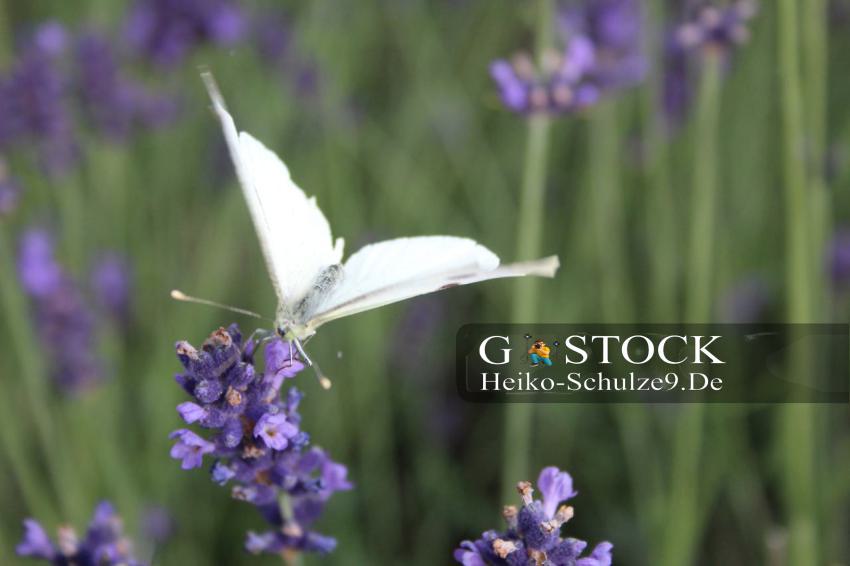 Kohlweißling-Schmetterling