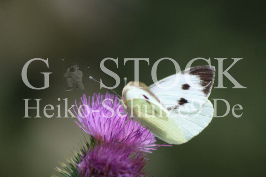 butterfly_2