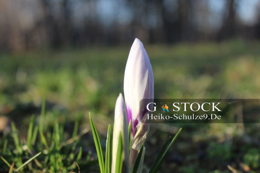 Zweiblütiger Krokus