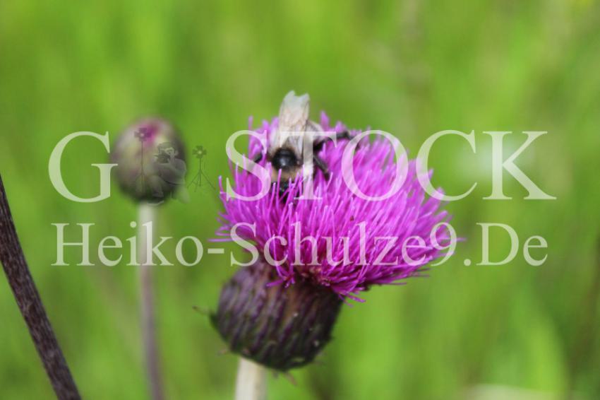 Bienchen