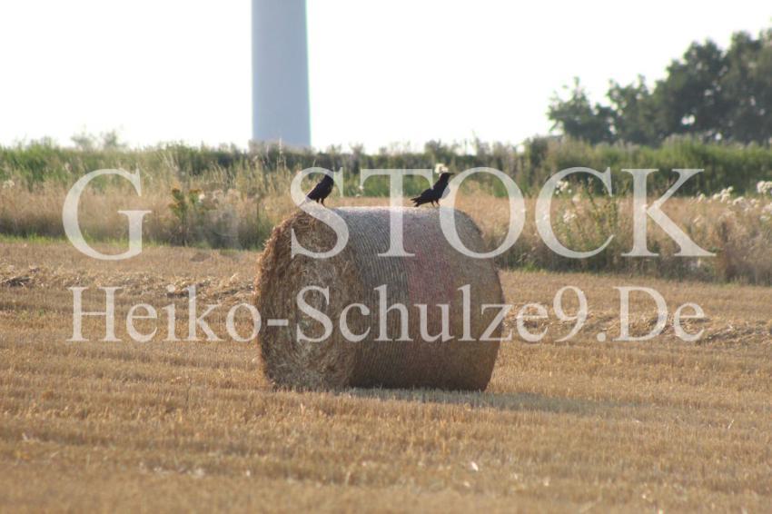 Landwirtschaft_1