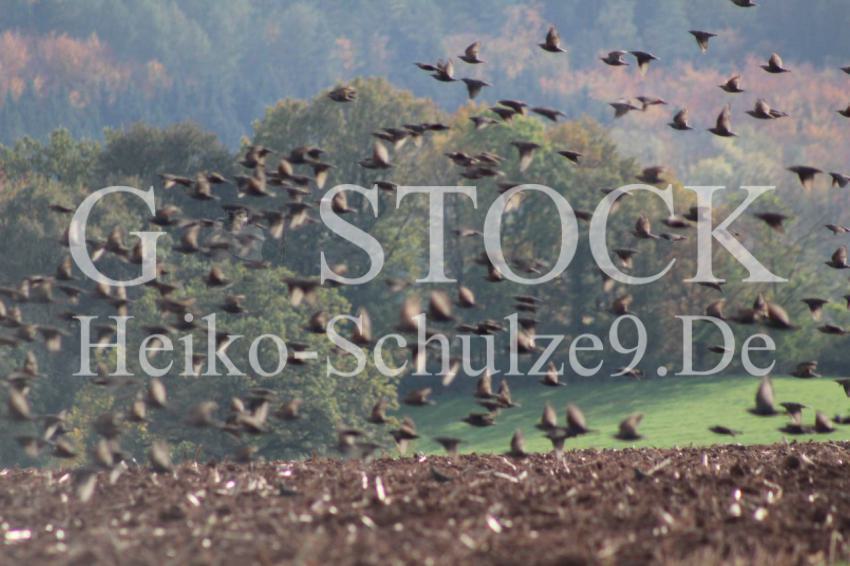 Die Vögel