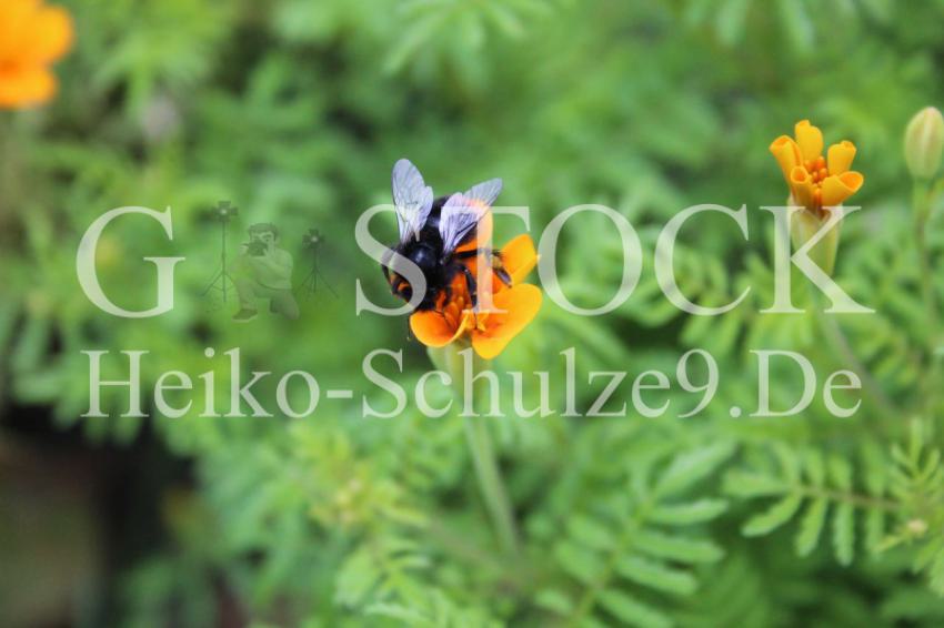 Hummel_3