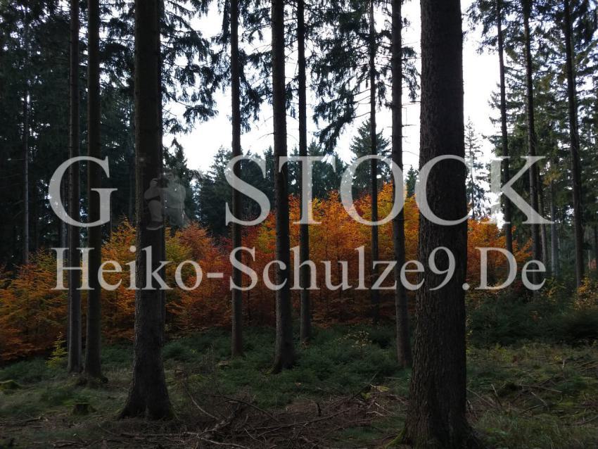 Steegwald