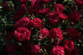 Bodendeckerrose_G