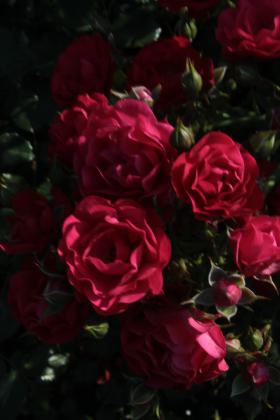 Bodendeckerrose_S