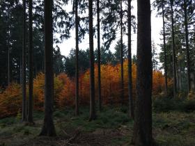 Steegwald