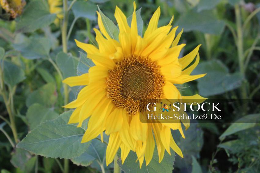 Sonnenblume