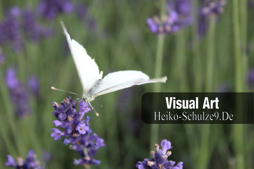 Kohlweißling-Schmetterling