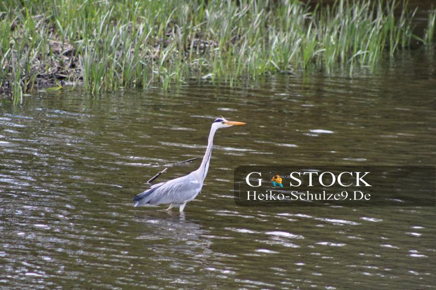 Graureiher
