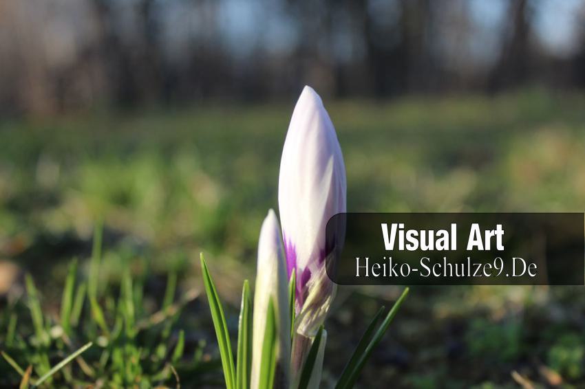 Zweiblütiger Krokus