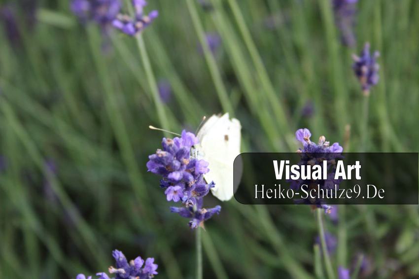 Weißling-Schmetterling auf Schopflavendel