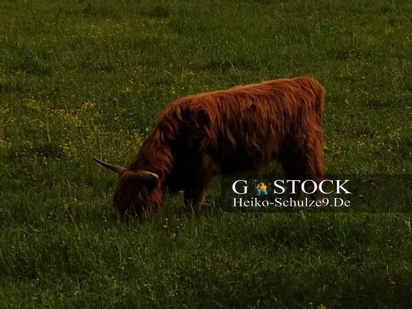 Hochlandrind