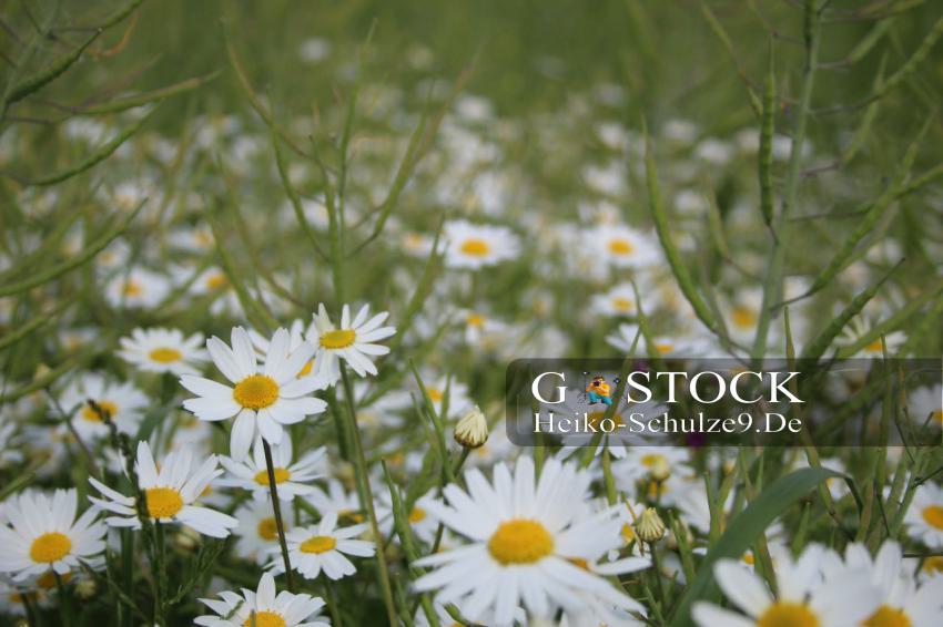 Wiesen-Margeriten