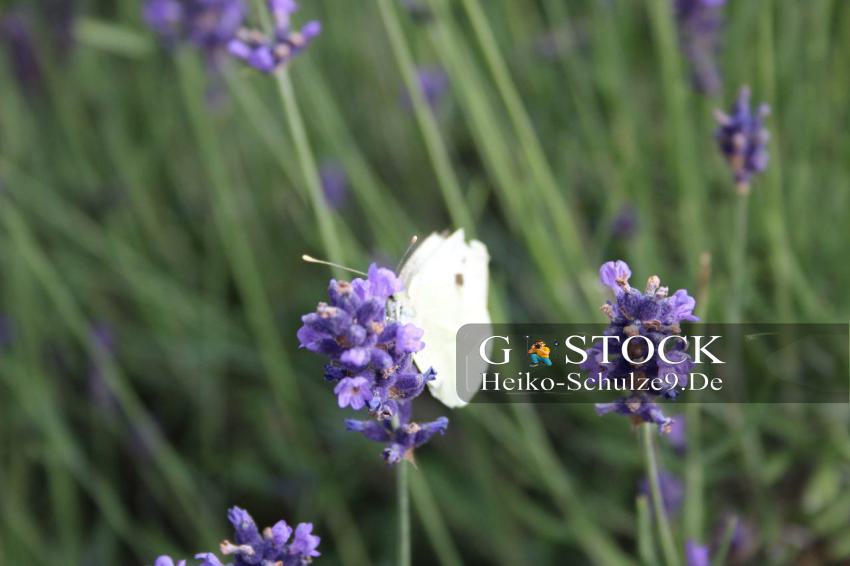 Weißling-Schmetterling auf Schopflavendel